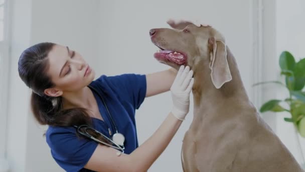 Veterinary surgeon and weimaraner dog at vet clinic - Filmagem, Vídeo