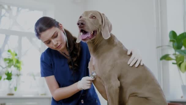 Weterynarz chirurg i pies weimarski w klinice weterynaryjnej - Materiał filmowy, wideo
