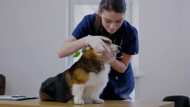 Weterynarz chirurg i Corgi pies w klinice weterynaryjnej - Materiał filmowy, wideo