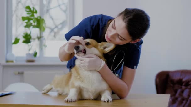 Veterinární chirurg a korgi-pes na veterinářství - Záběry, video