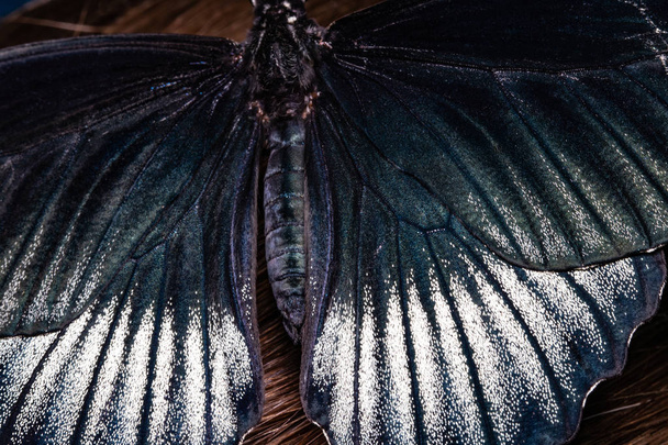 красивий тропічний метелик на сітці. Краса природи
 - Фото, зображення