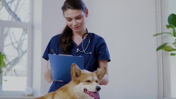 Tierarzt und Corgi-Hund in Tierklinik - Filmmaterial, Video