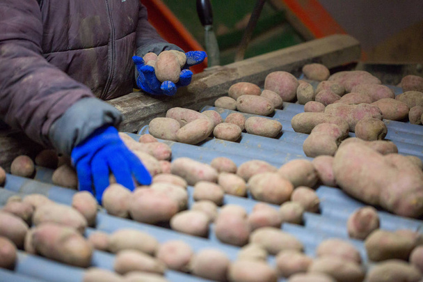 Employees sorting potatoes on a conveyor belt machine. Hands of  - Photo, Image