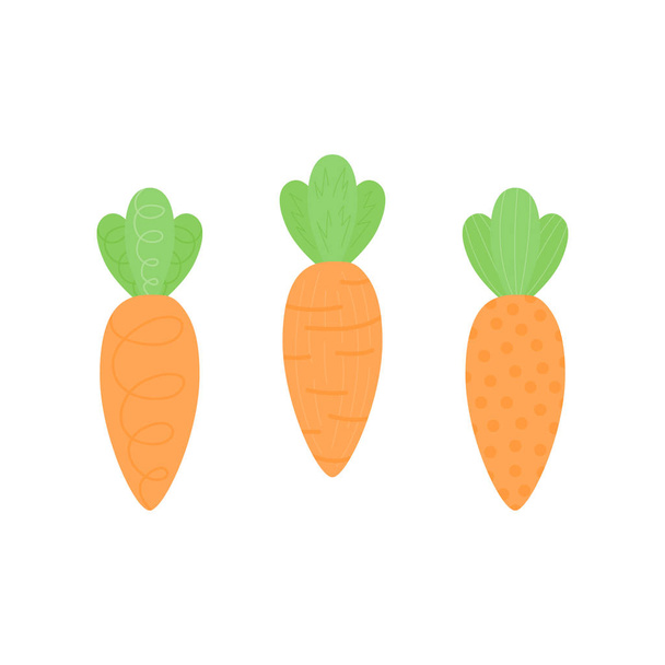 Set of three cute carrots with green leaves. Sweet vegetable, orange carrot with tops, stalks. Carrot vector graphic illustration, isolated. - Vector, Image