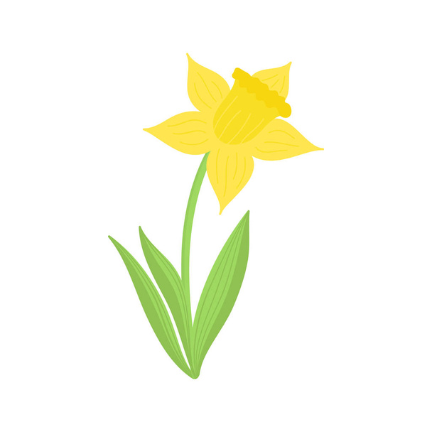 Narcissus flower hand drawn vector illustration. Simple yellow spring narcissus flower icon with green stem and leaves, isolated. - Vector, Image