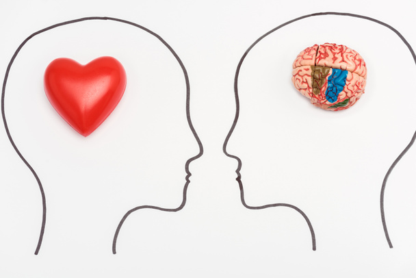 cabezas con cerebro humano y corazón rojo aislados en blanco
  - Foto, imagen