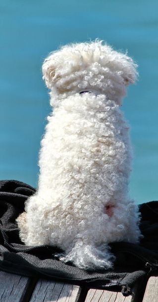 perro blanco - Foto, Imagen