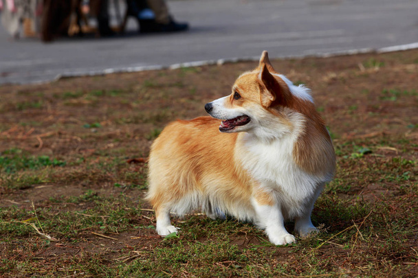 hondenras welsh corgi pembroke - Foto, afbeelding