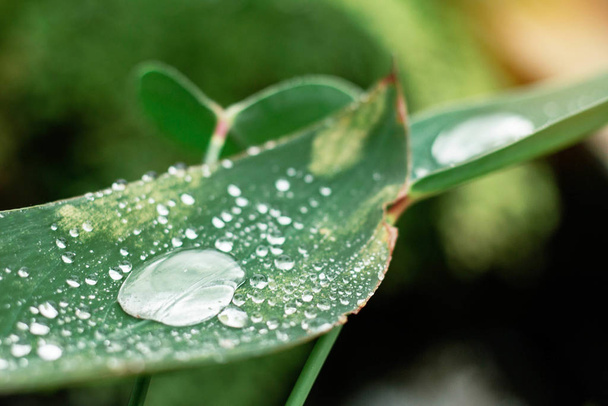 Drops of water on leaves with sunlight. - Photo, image