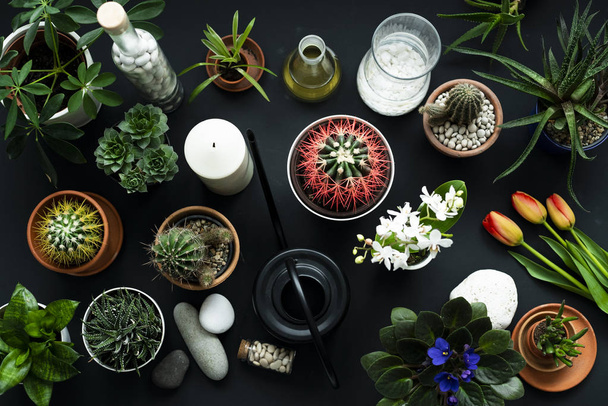 Kaktusy, šťavnaté rostliny, tulipány a dekorativní kameny na černém stole. Pohled shora. - Fotografie, Obrázek