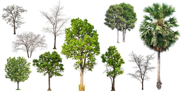 árvore de coleta isolada no fundo branco, árvore definida e árvore sem folha para impressão e site, árvore verde de alta qualidade no fundo branco
  - Foto, Imagem