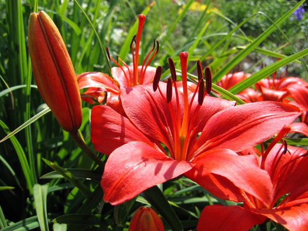 Beautiful red lily - Photo, Image