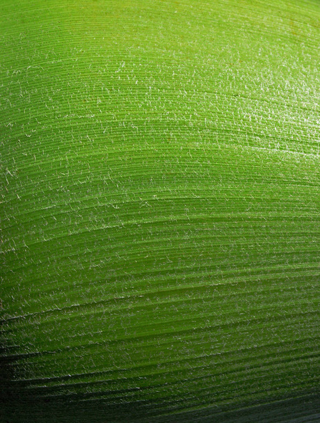 close-up of a palm tree - Φωτογραφία, εικόνα