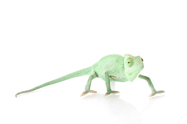 Veiled Chameleon - Fotoğraf, Görsel