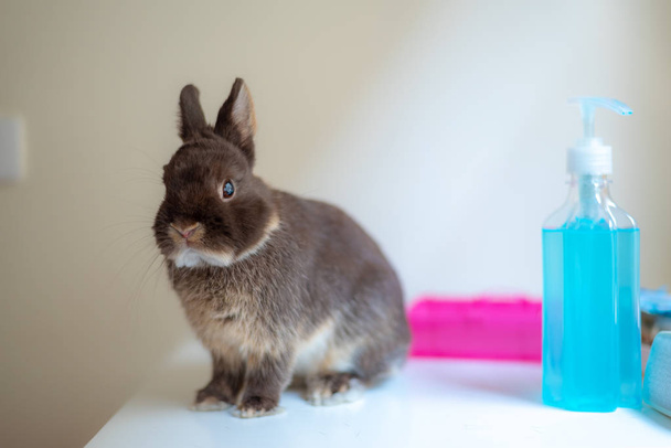 Coniglio coniglio in laboratorio scientifico - Foto, immagini