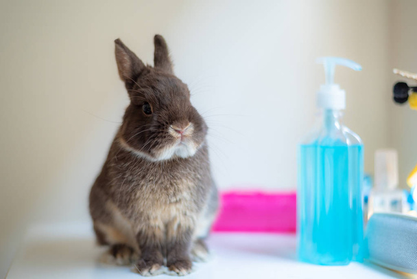 Králík králíček ve vědecké laboratoři - Fotografie, Obrázek