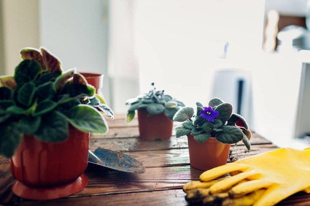 Пересаджувати рослину в інший горщик на кухні. Догляд за домашніми рослинами та квітами
 - Фото, зображення