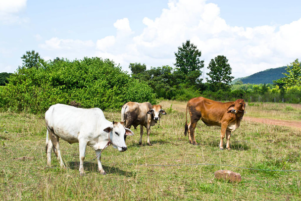 Cow in the meadow - Фото, изображение