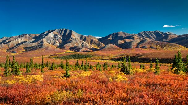 Parco Nazionale di Denali in autunno
 - Foto, immagini