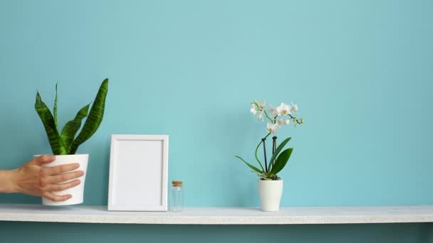 Modern room decoration with Picture frame mockup. White shelf against pastel turquoise wall with potted orchid and hand putting down snake plant. - Footage, Video