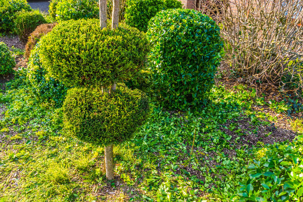 frisch beschnittener Garten, Gartenpflege, Nadelbaum mit dekorativen runden Formen - Foto, Bild
