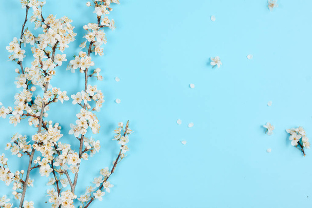 Spring background. Beautiful white flowering branches on pastel blue background. Spring and holiday concept. Flat lay, top view, copy space - Photo, Image