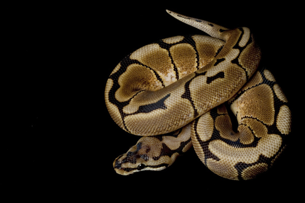Spider ball python - Φωτογραφία, εικόνα