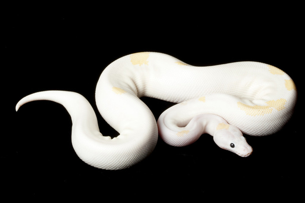 μαυρομάτικα leucistic μπάλα python - Φωτογραφία, εικόνα