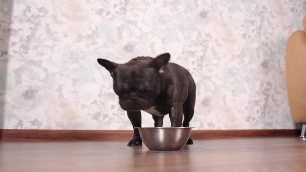 Kutya evés kutya étel a tálat a padlón. - Felvétel, videó
