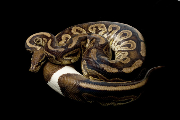 Ringer black pastel ball python - Foto, afbeelding
