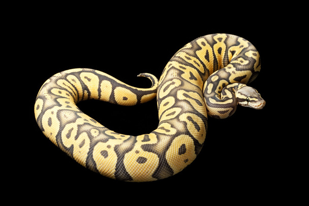 Super pastel ghost ball python - Photo, Image