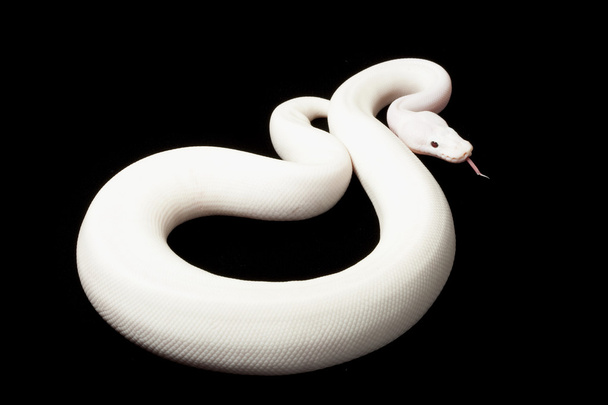 Lesser platinum piebald ball python - Photo, Image