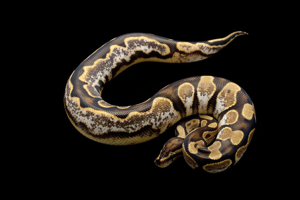 calico ball python - Photo, Image