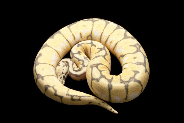 Ghost bumble bee míč python - Fotografie, Obrázek