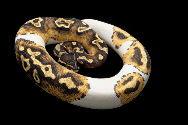 piebald ball python - Photo, Image