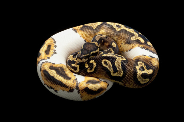 piebald ball python - Valokuva, kuva