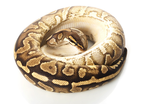 Keltainen vatsa pallo python
 - Valokuva, kuva