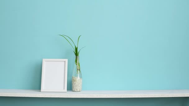 Moderna decoración de la habitación con marco de imagen maqueta. Estante blanco contra pared de color turquesa pastel con esquejes de plantas de araña en agua y mano poniendo violeta
. - Imágenes, Vídeo