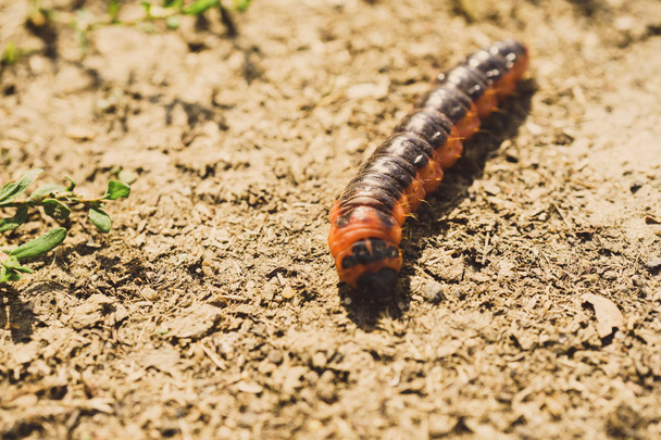 small red caterpillar - Photo, Image