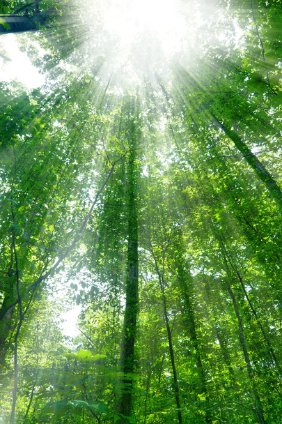 Luz do sol na floresta - Foto, Imagem