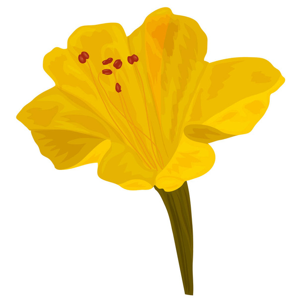 La flor Mirabilis de color amarillo en el estilo de flet complejo. Aislado sobre fondo blanco. Imagen vectorial para diseño botánico
. - Vector, imagen