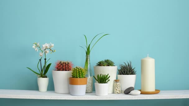 Modern szoba dekoráció kerettel mockup. Fehér polc a pasztell türkiz fal ellen gyűjteménye különböző kaktusz és szukkulens növények különböző cserépben. Képdoboz kézi beillesztése. - Felvétel, videó