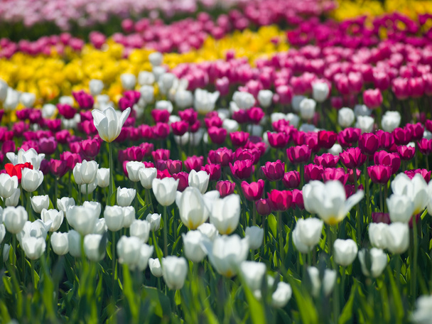 flowers tulips - Foto, imagen