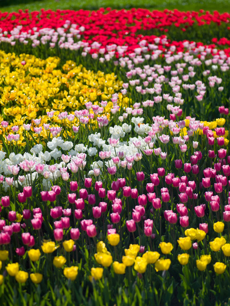 flowers tulips - Foto, afbeelding