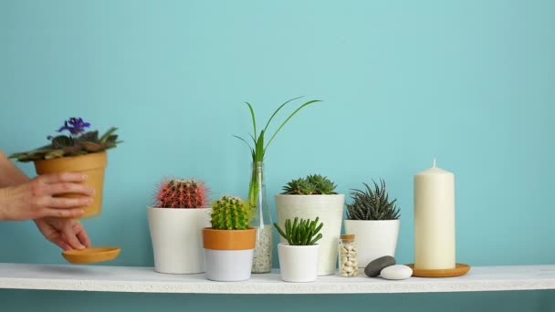 Modern terem dekoráció, képkeret. Fehér polc a pasztell türkiz fal ellen gyűjteménye különböző kaktusz és szukkulens növények különböző cserépben. A kéz öntözés. - Felvétel, videó