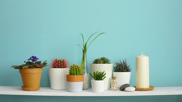 Modern terem dekoráció, képkeret. Fehér polc a pasztell türkiz fal ellen gyűjteménye különböző kaktusz és szukkulens növények különböző cserépben. A kéz öntözés. - Felvétel, videó