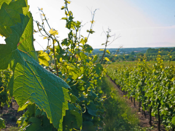 Vineyard with ripening grapes in summer - Foto, afbeelding