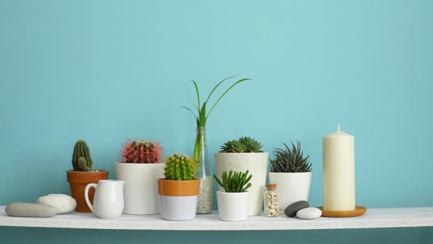 Modern room decoration with Picture frame mockup. White shelf against pastel turquoise wall with Collection of various cactus and succulent plants in different pots. Hand is watering them. - Footage, Video