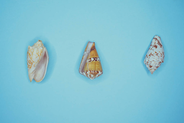 conchas marinas sobre fondo azul - Foto, Imagen