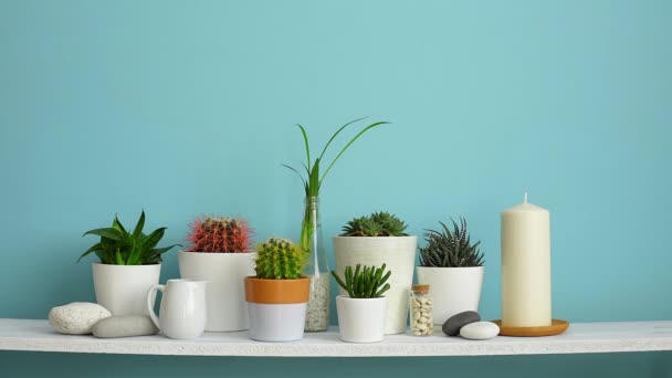 Modern room decoration with Picture frame mockup. White shelf against pastel turquoise wall with Collection of various cactus and succulent plants in different pots. Hand is watering them. - Footage, Video